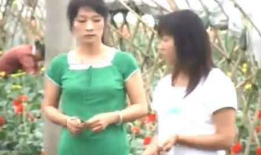 野花电视剧,绽放于尘世的坚韧之花